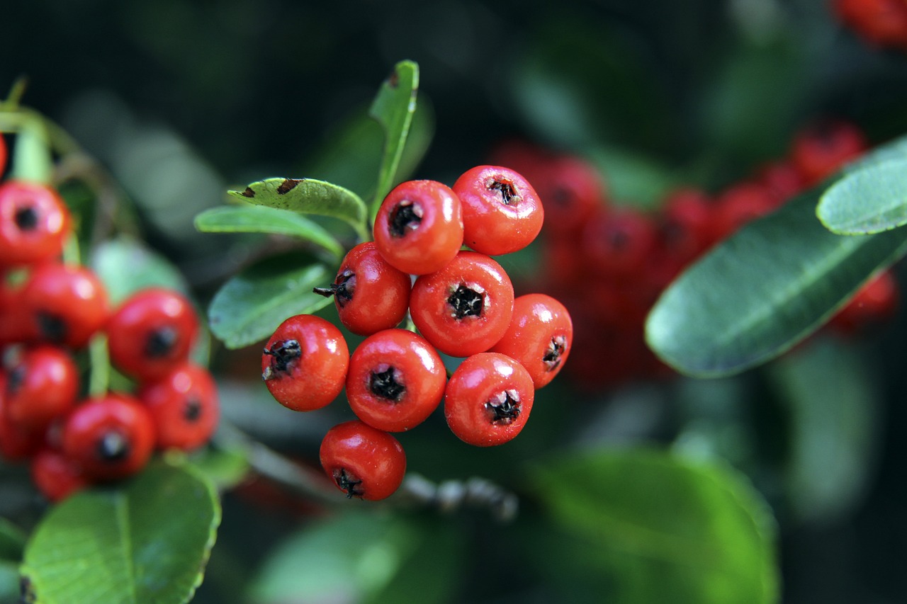 勒沃库森曾 勒沃库森曾